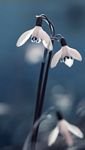pic for opened snowdrops 